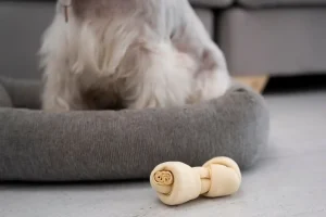 Camas ortopédicas para perros: tendencia y bienestar canino