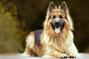 Las mejores 5 camas para perros grandes